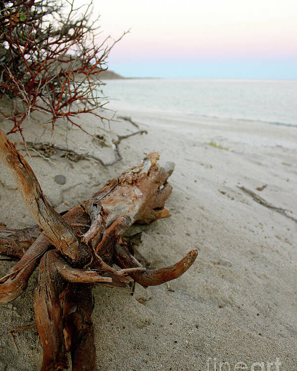 Driftwood Poster featuring the photograph Bonanza Beach Driftwood by Becqi Sherman