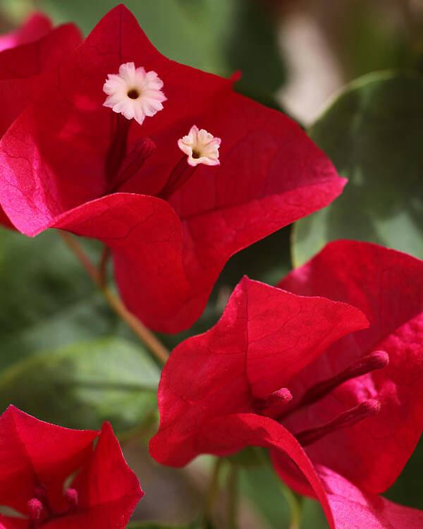 Flower Poster featuring the photograph Bougainvillea by Tammy Pool