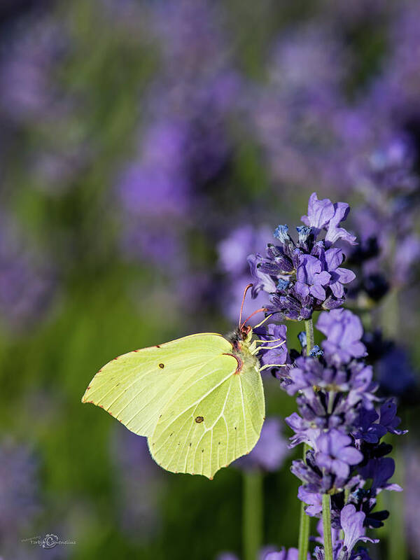 Brimstone Poster featuring the photograph Brimstone butterfly and the lavender by Torbjorn Swenelius