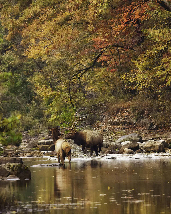 Bull Elk Poster featuring the photograph Bull and Cow Elk in Buffalo River Crossing by Michael Dougherty