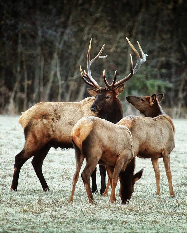 Bull Elk Poster featuring the photograph Bull Elk with Cows in the Late Rut by Michael Dougherty