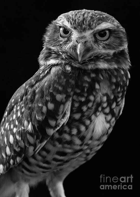 Burrowing Owl Poster featuring the photograph Burrowing Owl by Chris Scroggins