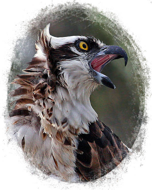 Osprey Poster featuring the photograph Calling Osprey by Larry Linton