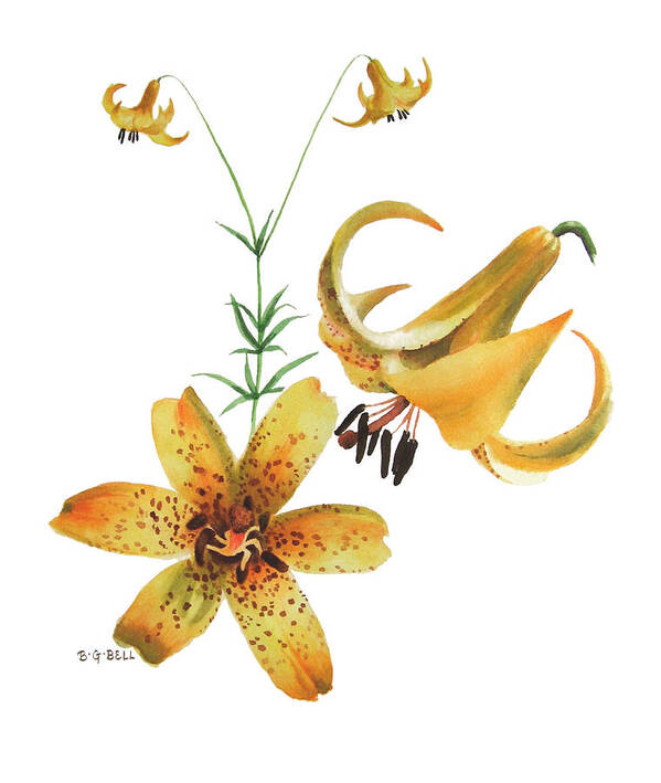 Canada Lily Poster featuring the painting Canada Lily Composition by Betsy Gray