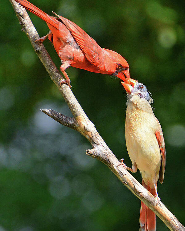 Cardinal Poster featuring the photograph Cardinal Feeding the Youngster by Ted Keller