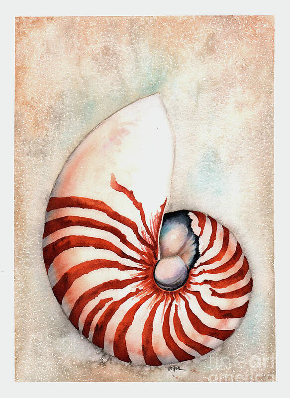 Chambered Nautilus Poster featuring the painting Chambered Nautilus by Hilda Wagner