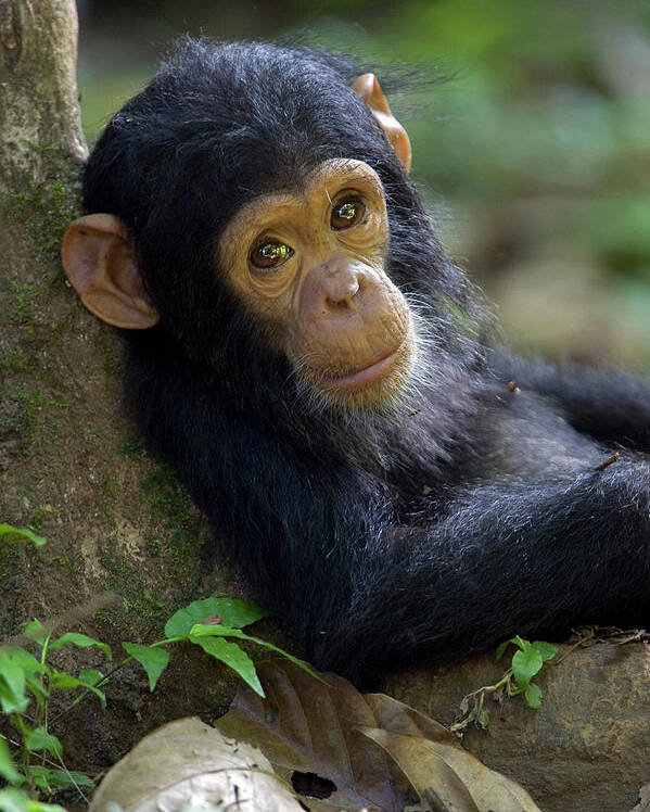 Mp Poster featuring the photograph Chimpanzee Pan Troglodytes Baby Leaning by Ingo Arndt