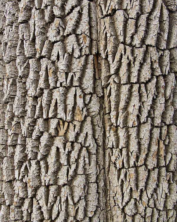 Texture Prints Poster featuring the photograph Cottonwood Tree Texture Print by James BO Insogna