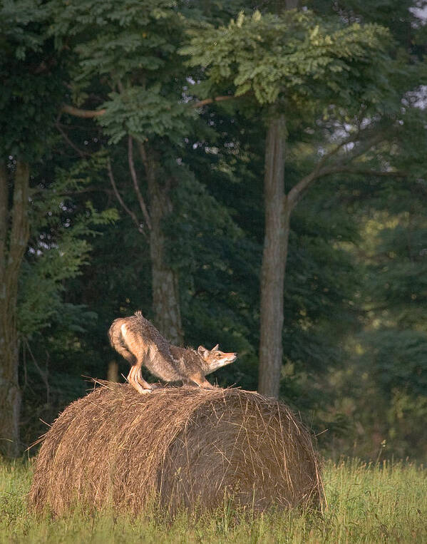 Coyote Poster featuring the photograph Coyote Stretching on Hay Bale by Michael Dougherty