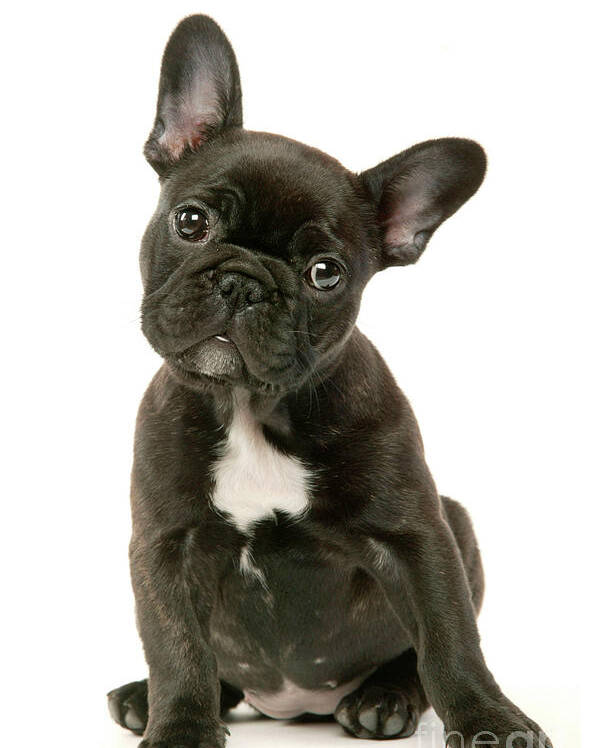Cute French Bulldog Puppy Poster by Mary Evans Picture Library ...