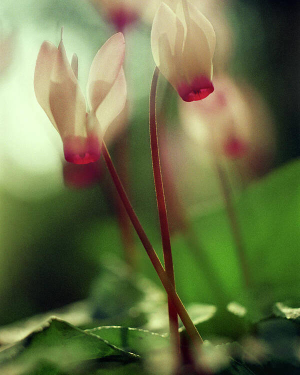 Impressionistic Poster featuring the photograph Cyclamen by Dubi Roman