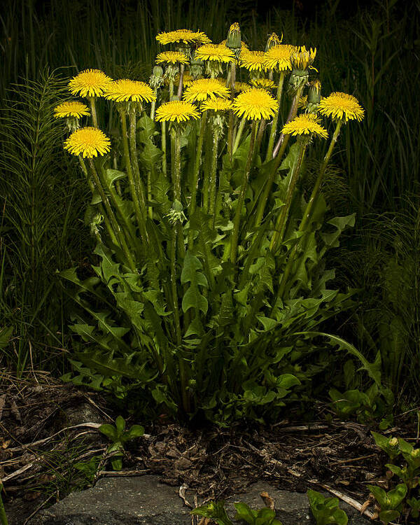 Wildflower Poster featuring the photograph Dandelion Clump by Fred Denner