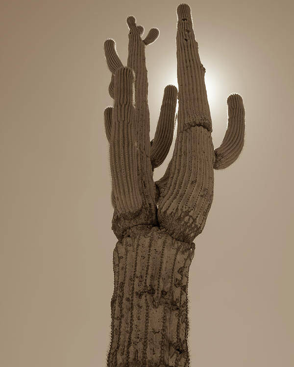 Desert Poster featuring the photograph Desert cactus by Darrell Foster