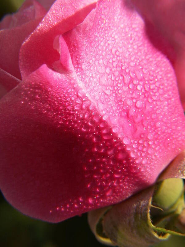 Pink Roses Poster featuring the photograph Dewy Rose by Amy Fose