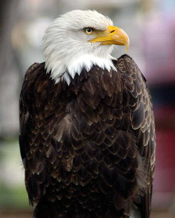 Eagle Poster featuring the photograph Eagle by Doug Gibbons