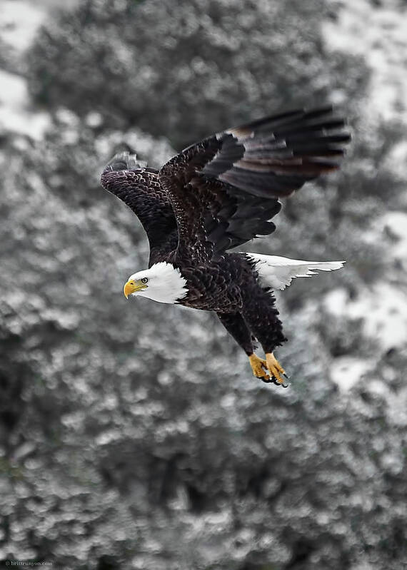 Bald Poster featuring the photograph Eagle in Flight by Britt Runyon