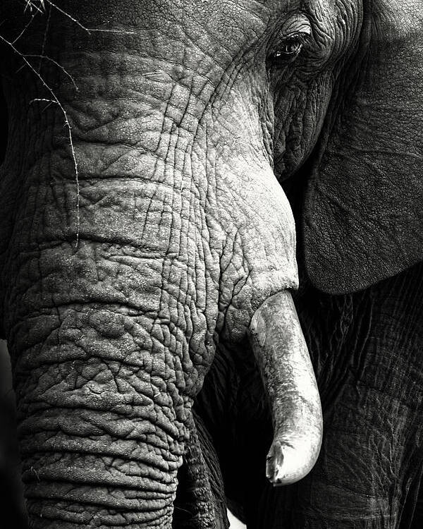 Elephant Poster featuring the photograph Elephant close-up portrait by Johan Swanepoel