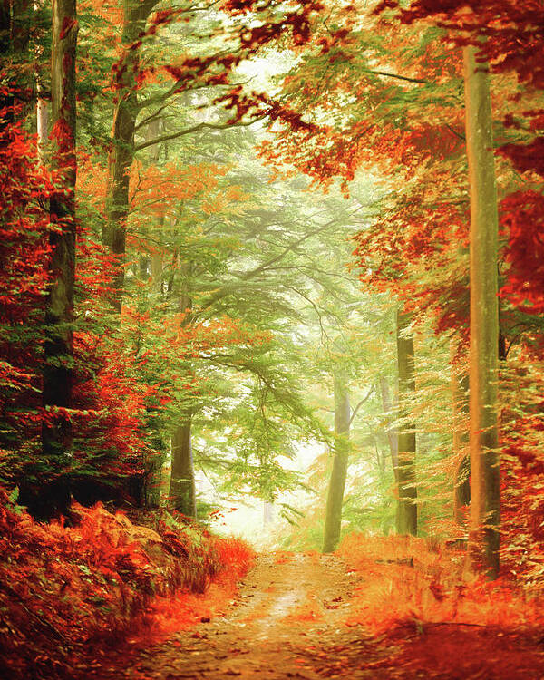 Autumn Poster featuring the photograph Fall painting by Philippe Sainte-Laudy