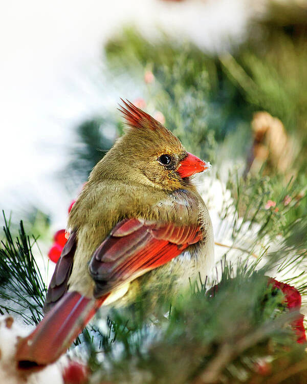 Cardinal Poster featuring the photograph Female Northern Cardinal by Christina Rollo