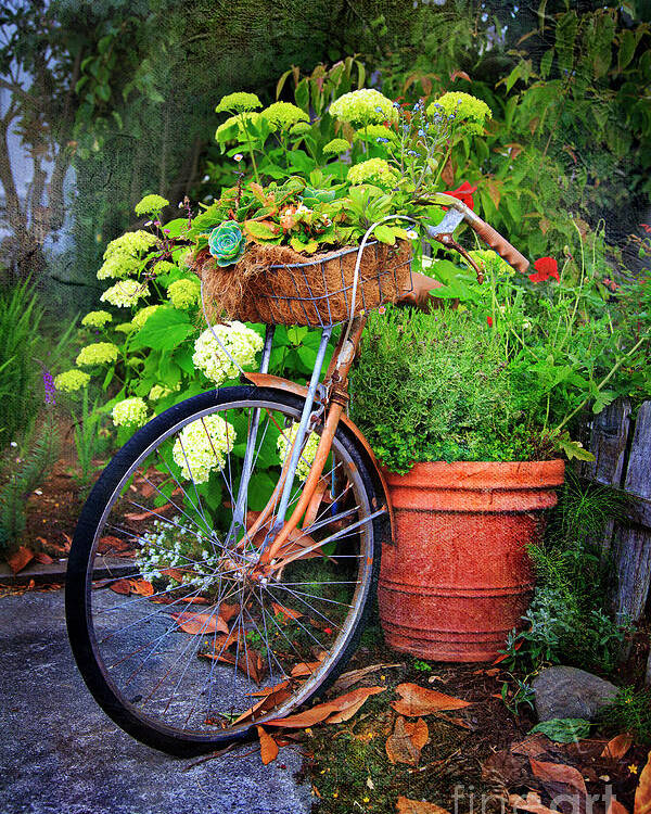 American Poster featuring the photograph Fern Dale Flower Bicycle by Craig J Satterlee