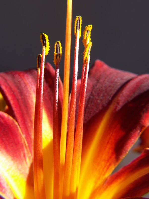 Fire Lily Poster featuring the photograph Fire Lily 1 by Amy Fose