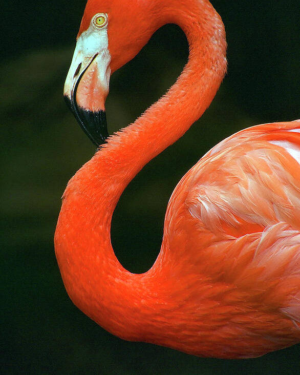 Flamingo Poster featuring the photograph Flamingo by Ted Keller