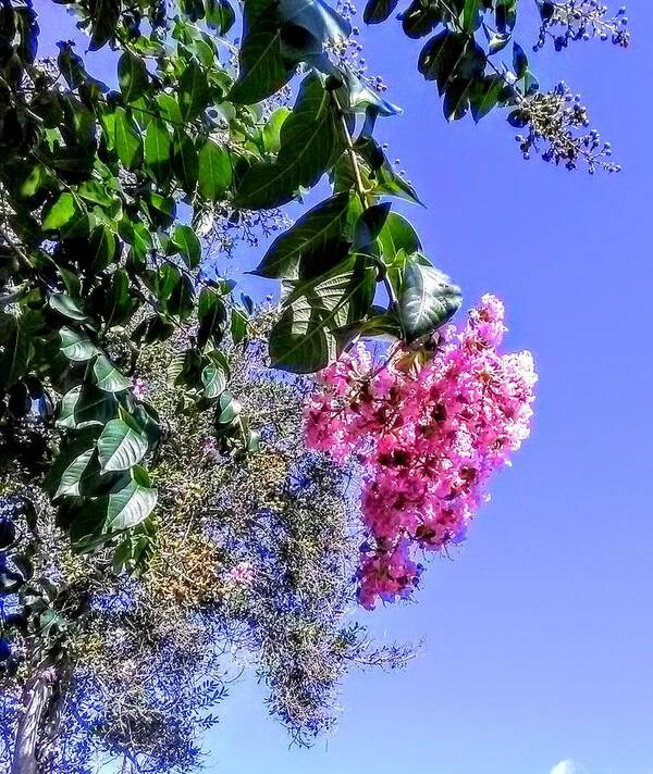 Flowering Tree Poster featuring the photograph Floral Essence by Suzanne Berthier