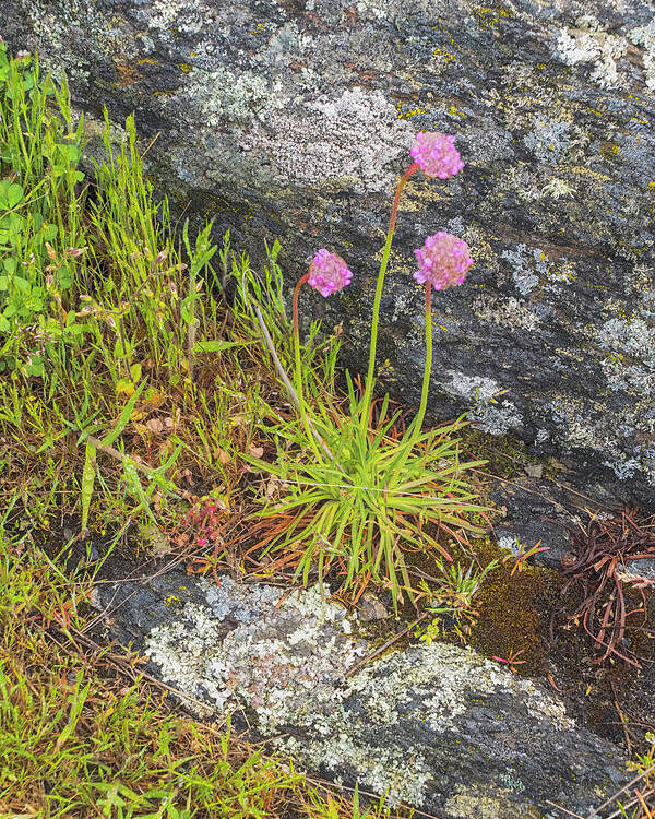 Oregon Coast Poster featuring the photograph Flower And Rock by Tom Singleton