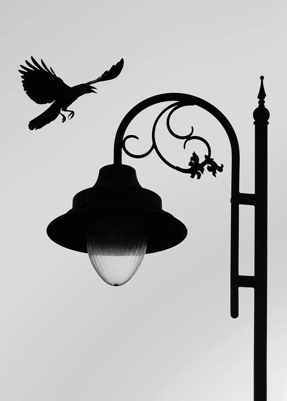 Flying Crow Photography Poster featuring the photograph Flying Crow Vs Street Lamp by Prakash Ghai
