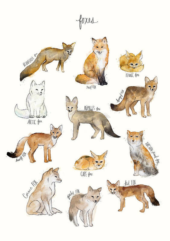 Blanford�s Fox Poster featuring the painting Foxes by Amy Hamilton