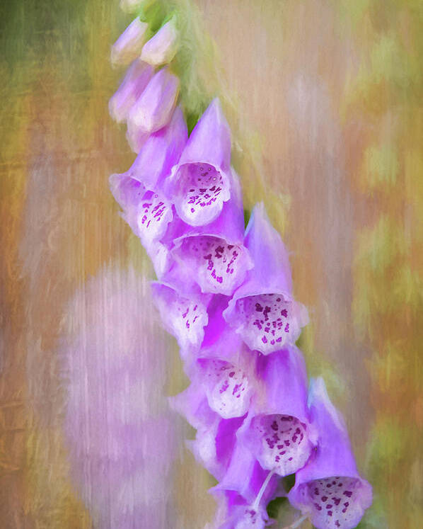 Flower Poster featuring the photograph Foxglove by Cathy Kovarik