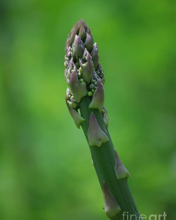 Asparagus Poster featuring the photograph Fresh Asparagus by Randy Bodkins