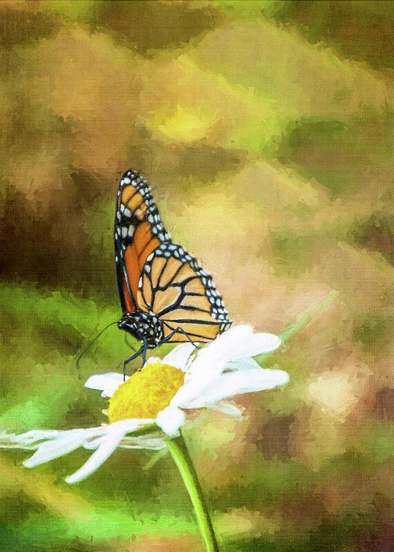 Butterfly Poster featuring the photograph Garden Visitor by Cathy Kovarik