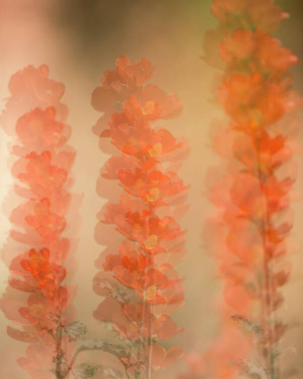Globe Mallow Poster featuring the photograph Globe Mallow Impressions by Deborah Hughes