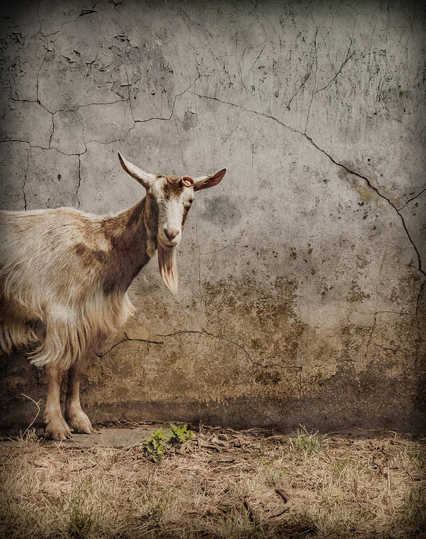 Coram's_fields Poster featuring the photograph London, England - Goat by Mark Forte