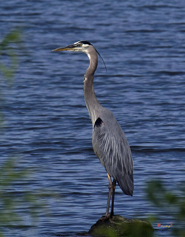 Marsh Poster featuring the photograph Great Blue Heron DMSB0001 by Gerry Gantt
