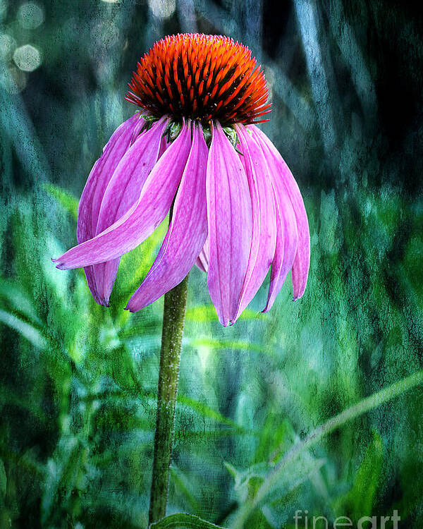 Pink Coneflower Poster featuring the photograph Growing Wild And Free by Michael Eingle