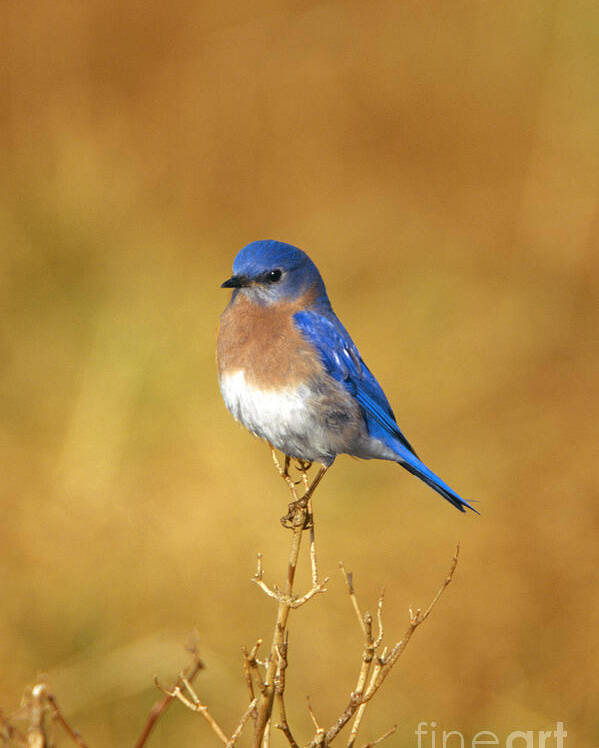 Bird Poster featuring the photograph Happy Blue Bird by John Harmon