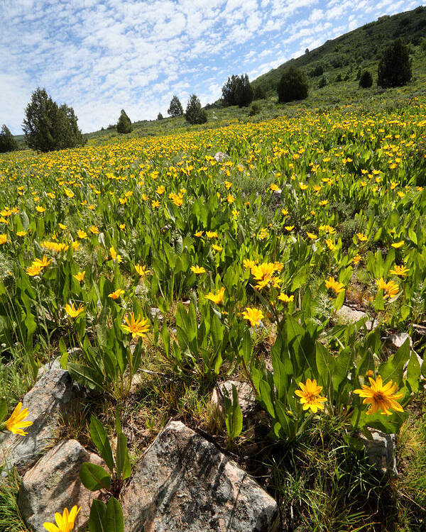 Flower Poster featuring the photograph Hills of Yellow Flowers by Brett Pelletier