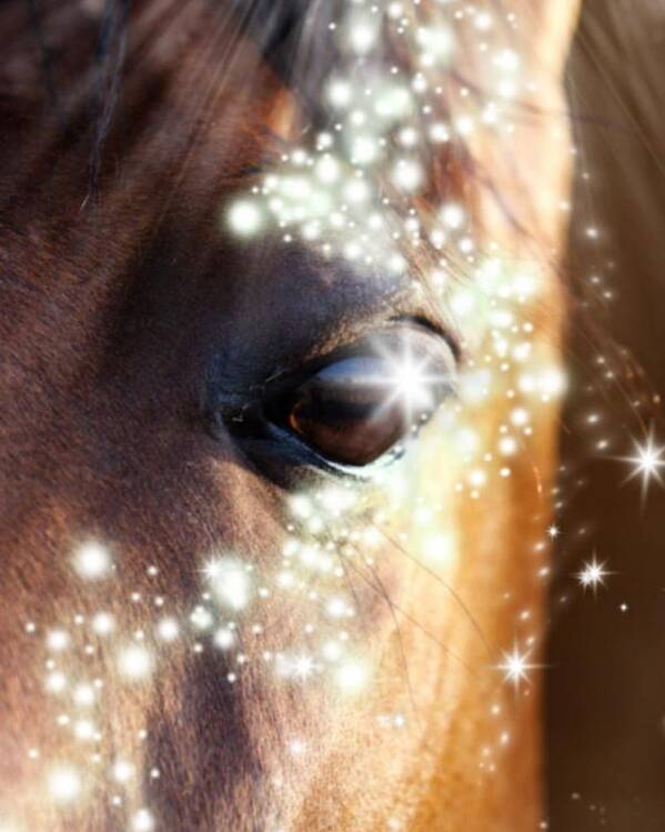 Portrait; Face; Eye; Head; Nature; Abstract; Mouth; Winter; Wet; Young; Animal; Sunlight; Vertical; Color Image; Blur; Large; Shiny; Animal Wildlife; Animals In The Wild; Season; Animal Themes Poster featuring the digital art Horse by Cepiatone Fine Art Callie E Austin