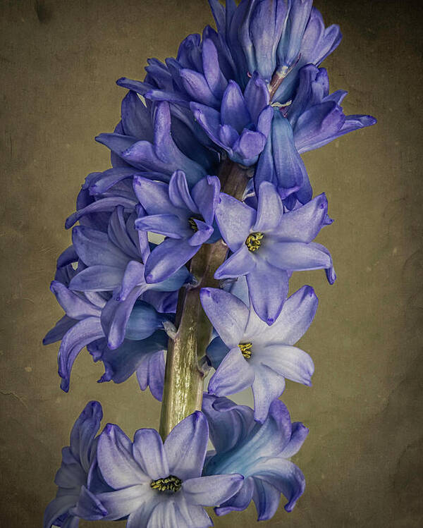 Flowers Poster featuring the photograph Hyacinth by John Roach