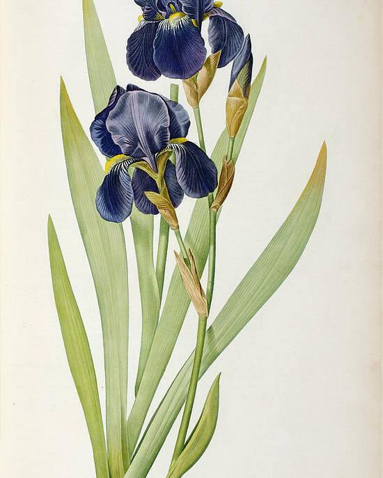 Iris Poster featuring the painting Iris Germanica by Pierre Joseph Redoute