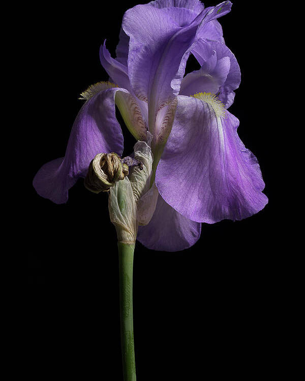 Purple Iris Poster featuring the photograph Iris Series 1 by Mike Eingle