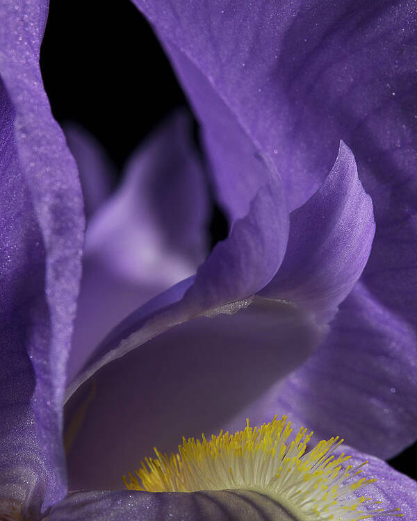 Purple Iris Poster featuring the photograph Iris Series 2 by Mike Eingle
