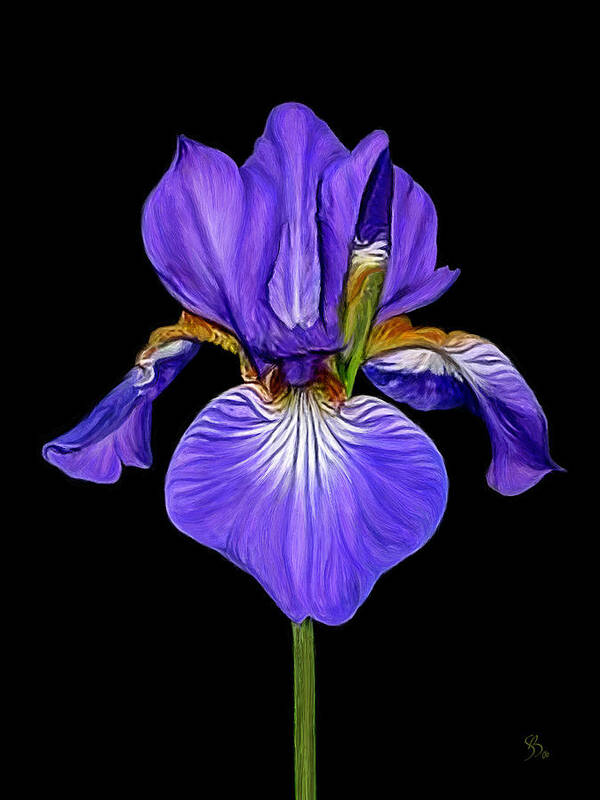 Iris Poster featuring the painting Iris by Sue Brehant