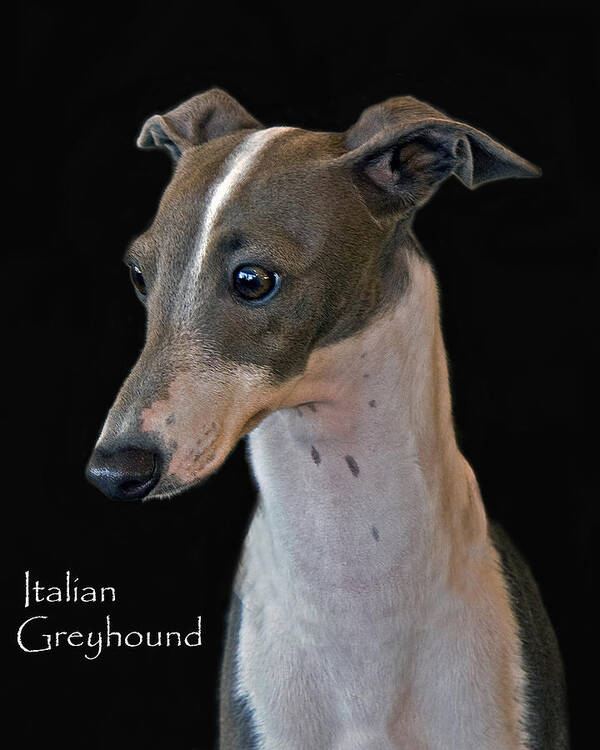 Italian Greyhound Poster featuring the photograph Italian Greyhound by Larry Linton