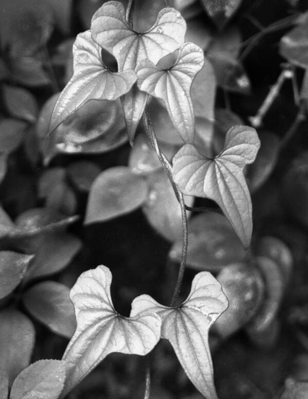 Ansel Adams Poster featuring the photograph ivy by Curtis J Neeley Jr