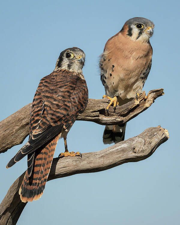 American Kestrel Poster featuring the photograph Kestrel Couple by Dawn Currie