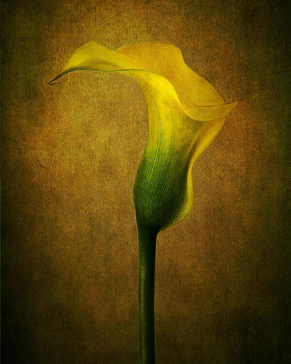 Calla Poster featuring the photograph Lady in Yellow by Marina Kojukhova