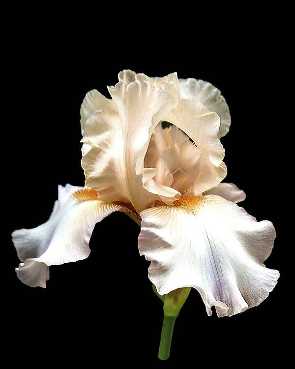 Flower Poster featuring the photograph Light Pink Iris by Mike Stephens